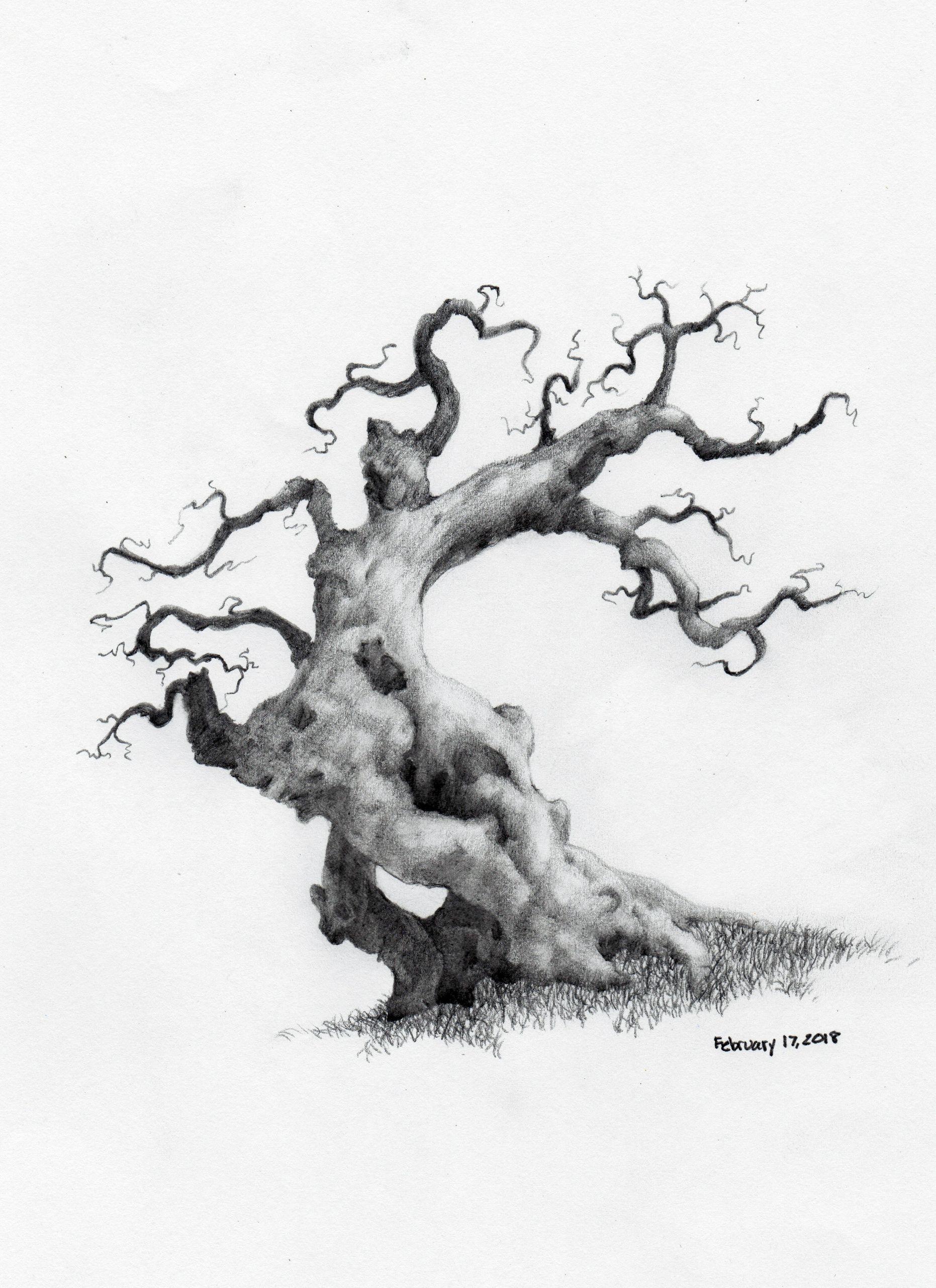 1862x2560 Father Tree - Tree Sketch