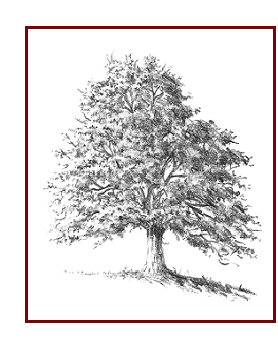 278x348 How To Draw Trees Quickly And Easily - Tree Sketch