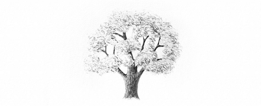 850x346 How To Draw Trees - Tree Sketch