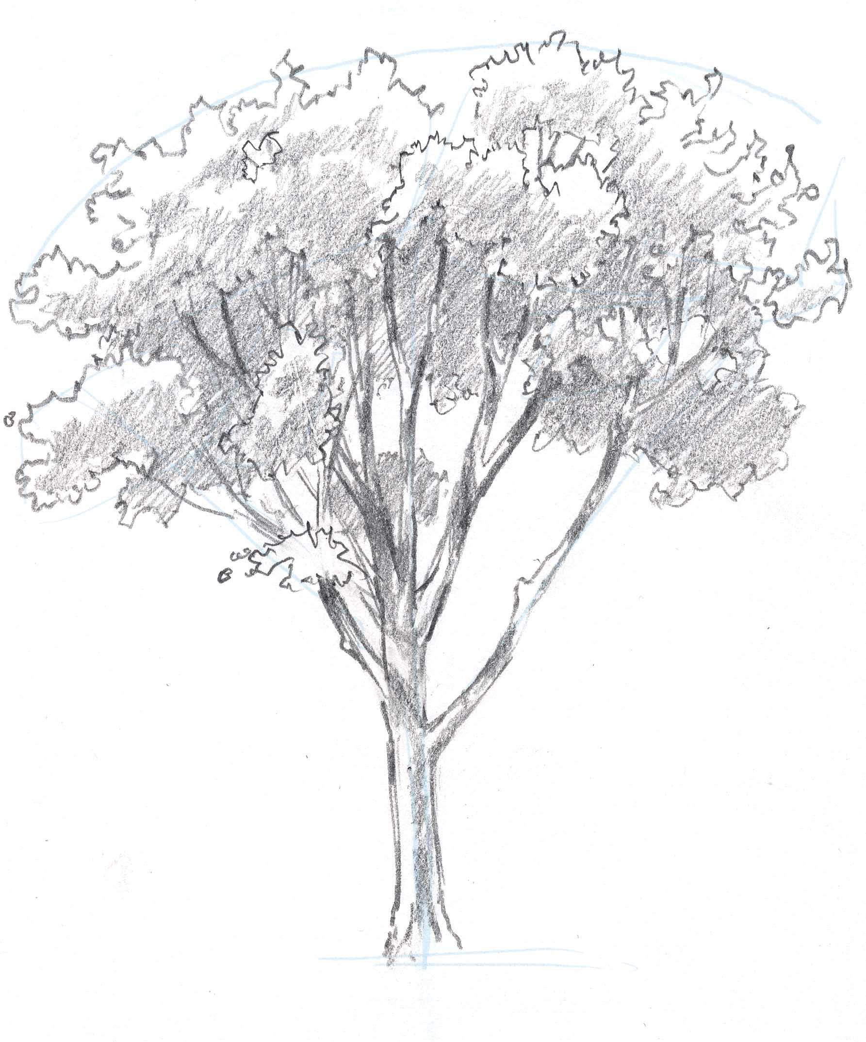 1785x2148 Tree Sketch Easy Learn How To Draw Trees In This Simple Stepstep - Tree Sketch