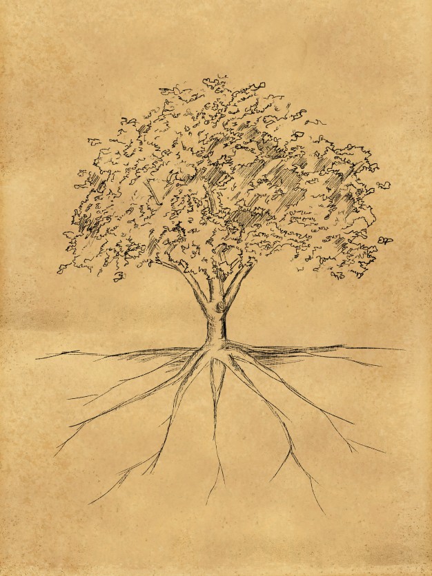 626x836 Tree Sketch Leaves And Root On Paper Photo Free Download - Tree Sketch
