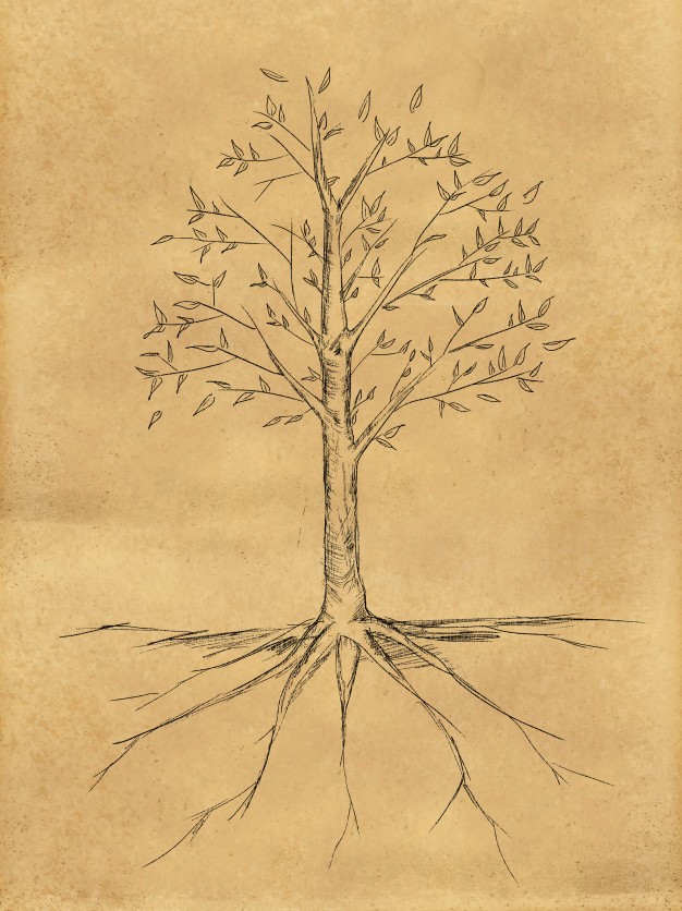 626x836 Tree Sketch With Leaves On Paper Photo Free Download - Tree Sketch