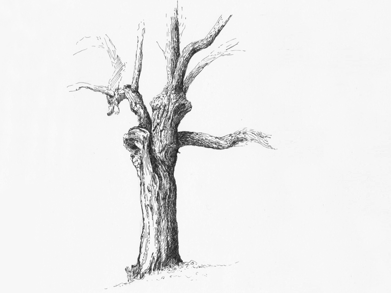 800x600 Tree Sketch By Agnes Szmat - Tree Sketch