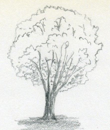 442x519 Draw A Tree Simply And Easily - Tree Sketch