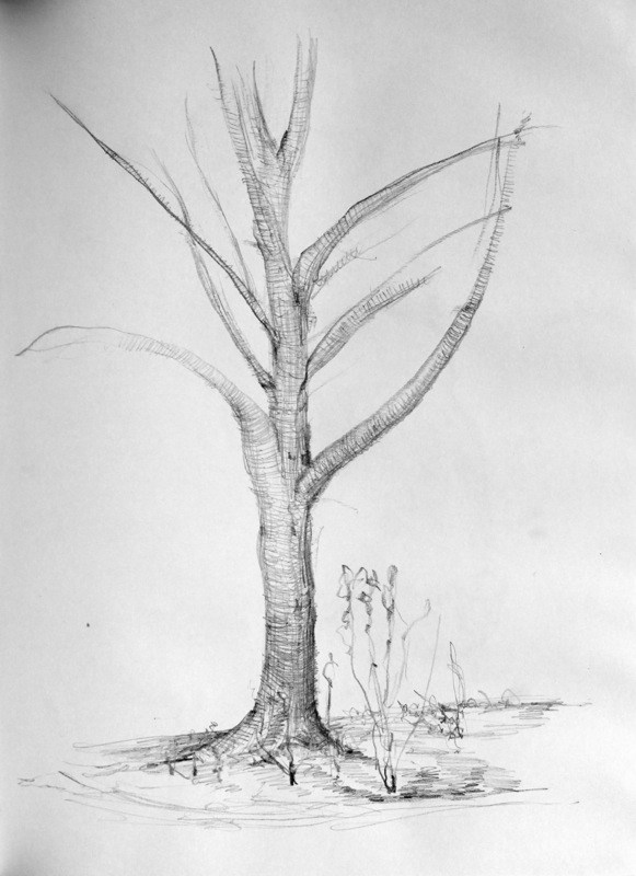 Tree Sketch Art at PaintingValley.com | Explore collection of Tree ...