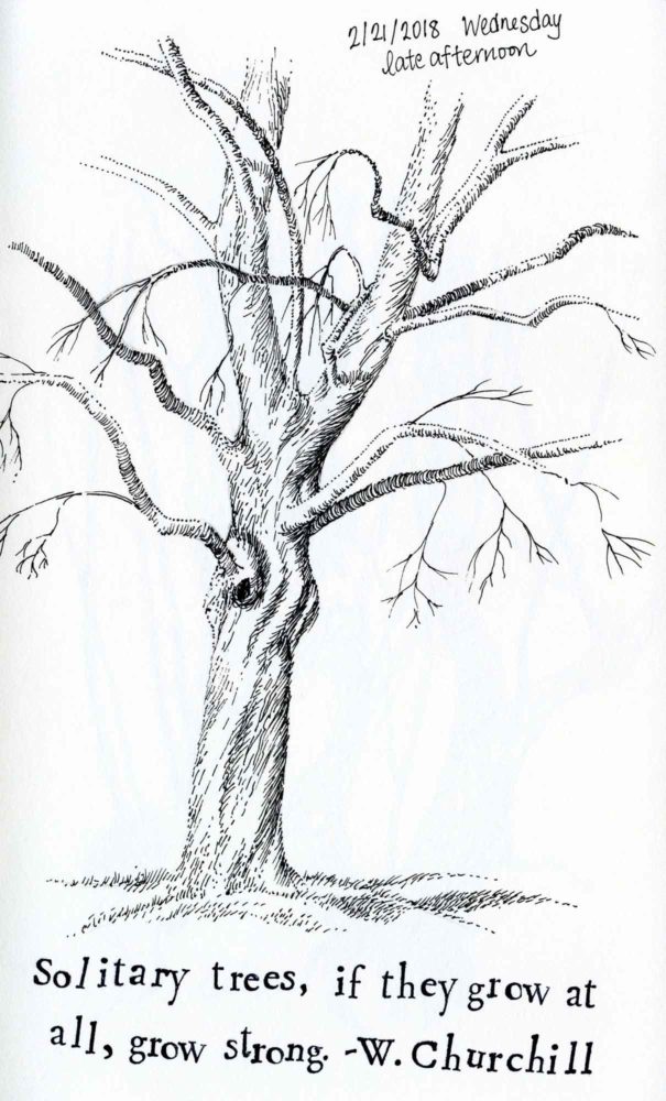 605x1000 Blog Carolyn A Pappas - Tree Sketch Art
