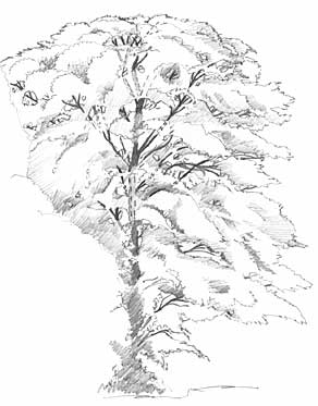 292x373 Drawing Trees ~ Drawing Tips, Hints And Techniques - Tree Sketch Art