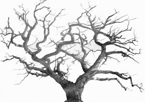 300x210 Dead Willow Tree Sketch Weeping Willow Tree Drawing At Getdrawings - Tree Sketch Art