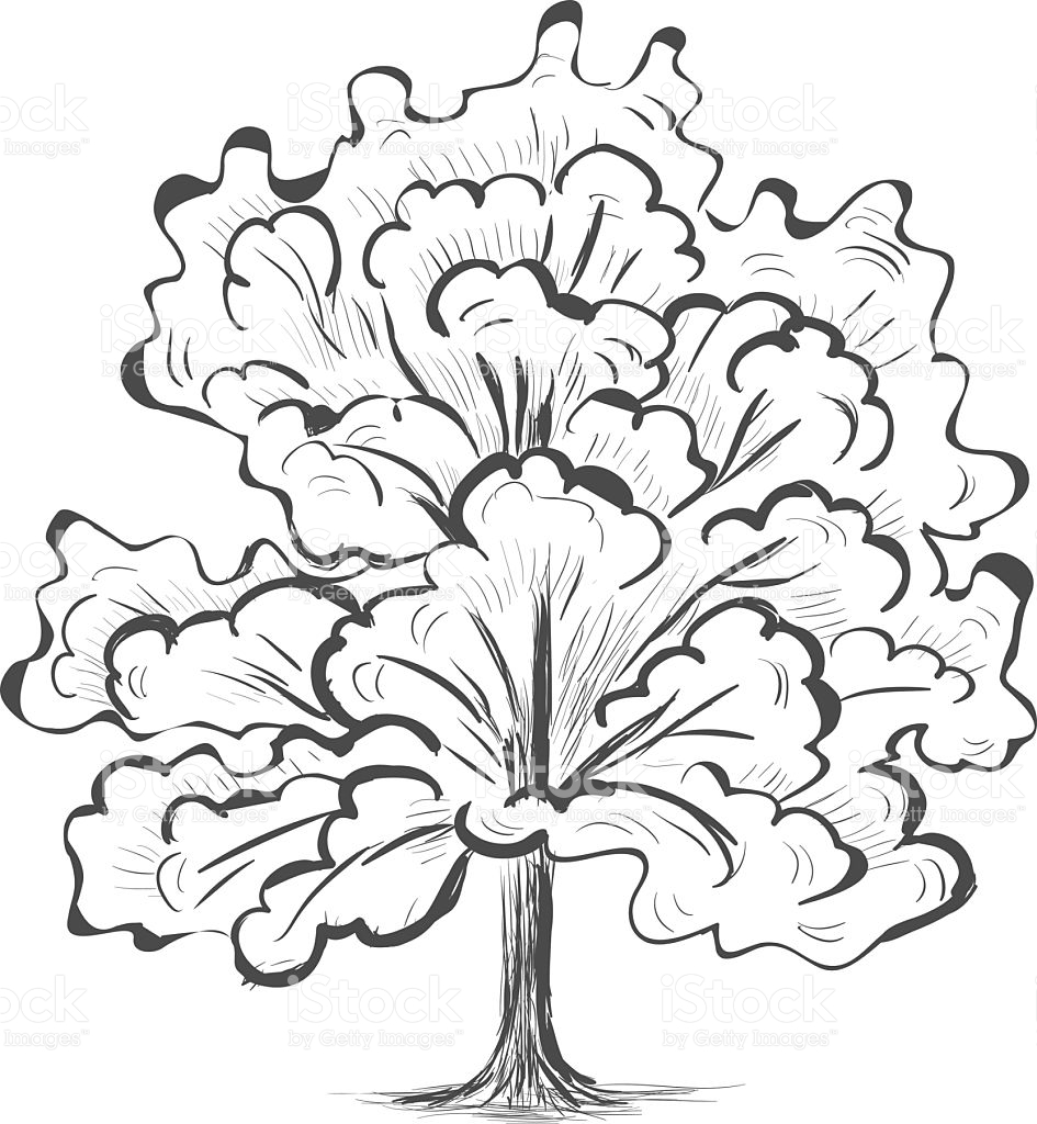 945x1024 Oak Tree Sketch Clipart Collection - Tree Sketch Clip Art