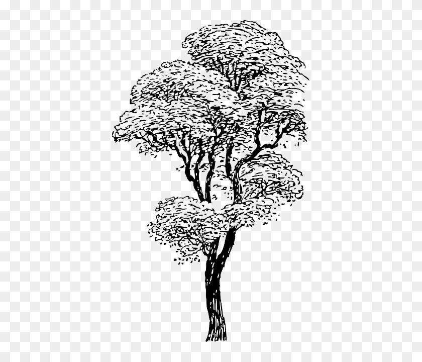 840x720 Outline, Drawing, Sketch, Tree, Cartoon, Winter, Trees - Tree Sketch Clip Art