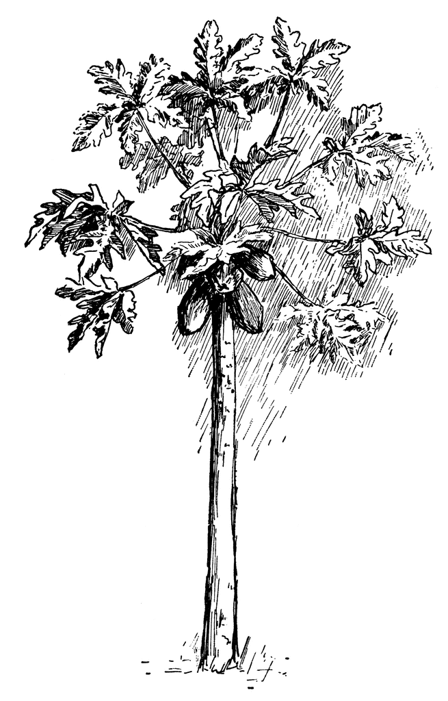 655x1024 Papaya Clipart Sketch - Tree Sketch Clip Art