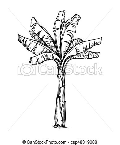 389x470 Banana Palm Tree. Hand Drawn Vector Illustration Of Banana Palm - Tree Sketch Clip Art