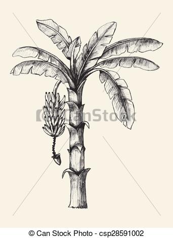 342x470 Banana Tree. Sketch Illustration Of Banana Tree. - Tree Sketch Clip Art