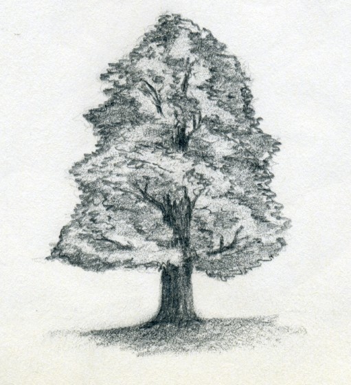 511x560 Draw A Tree Simply And Easily - Tree Sketch Drawing