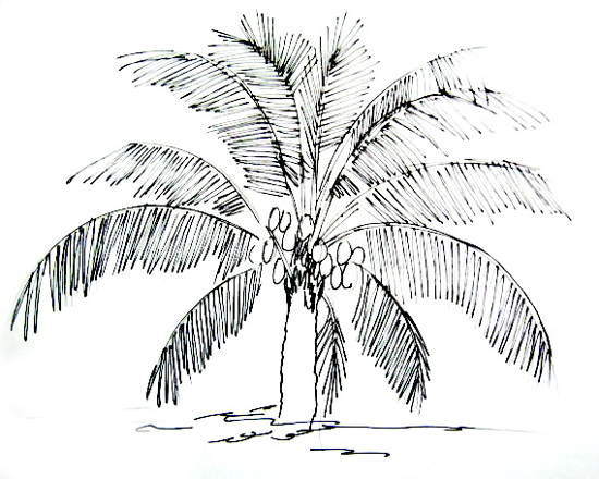 550x440 How To Draw Palm Trees Easy Tree Sketch Drawing - Tree Sketch Easy