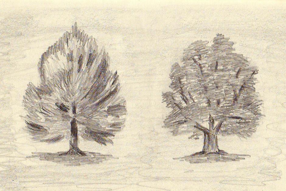 940x627 Tree Sketches. Nature. Drawings. Pictures. Drawings Ideas For Kids - Tree Sketch For Kids