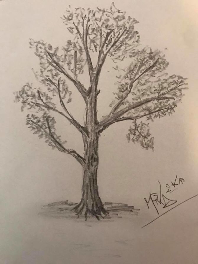 670x893 How To Draw A Detailed Tree 7 Steps (With Pictures) - Tree Sketch Images