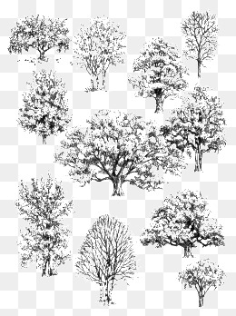 260x348 Sketch Tree Png Images Vectors And Psd Files Free Download On - Tree Sketch Images