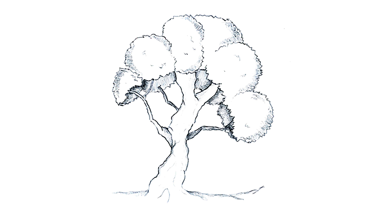1280x720 Stumped Over Super Easy Step By Step Instructions To Draw Trees - Tree Sketch Images