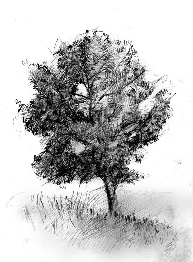 767x1041 Tree Sketch Love The Lines That Cross Each Other Sketches And - Tree Sketch Images