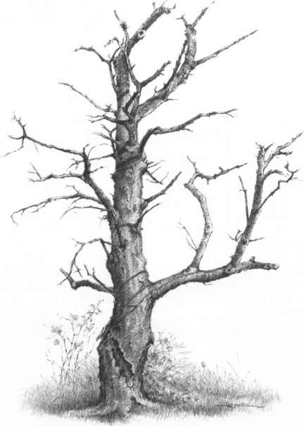 432x606 Drawing A Tree Without Foliage - Tree Sketch Images