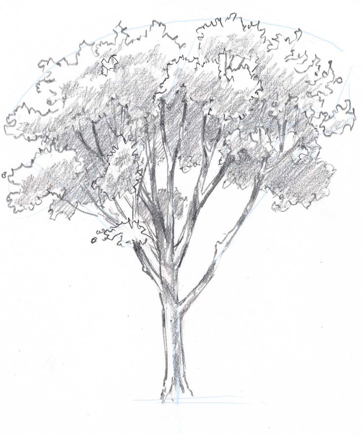 735x885 Learn How To Draw Trees In This Simple Step By Step Demonstration - Tree Sketch Simple