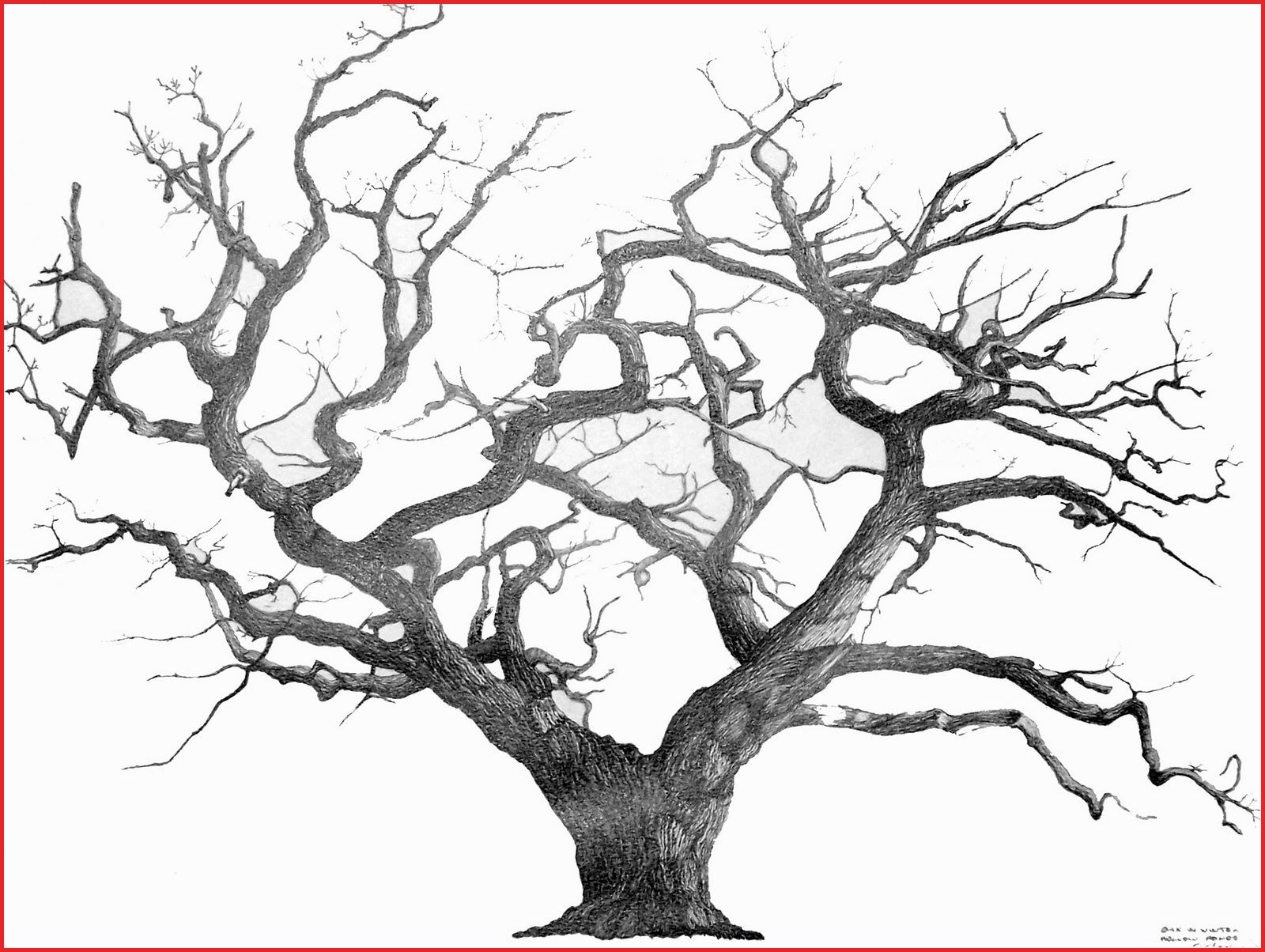 1600x1204 Printable Palm Tree Sketch Simple - Tree Sketch Simple