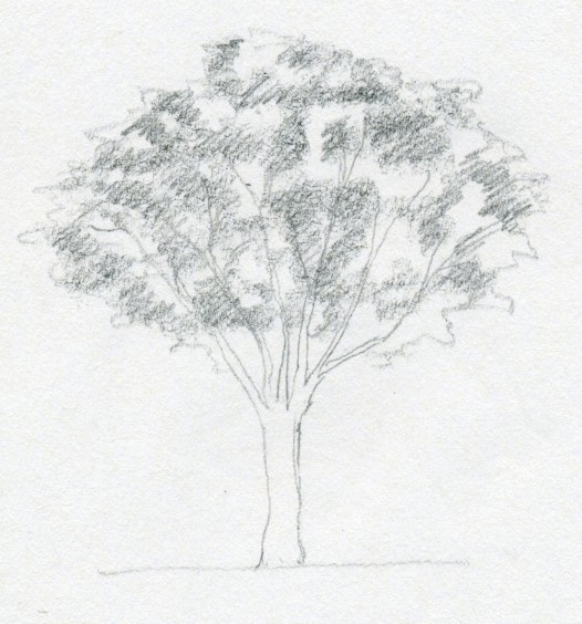 526x564 Draw A Tree Simply And Easily - Tree Sketch Simple