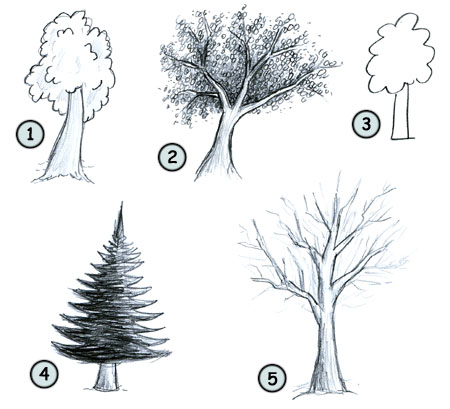 450x409 How To Draw Cartoon Trees - Tree Sketch Step By Step