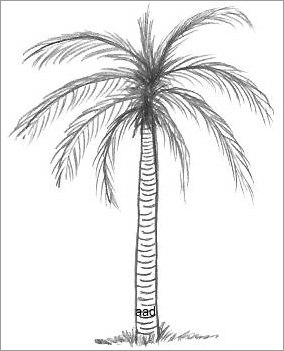 284x351 How To Draw Palm Tree Easy Step By Step For Beginner Or Kid Video - Tree Sketch Step By Step