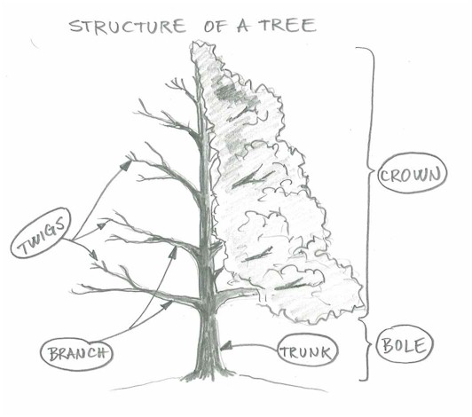 532x470 Draw A Tree Simply And Easily - Tree Sketch Step By Step
