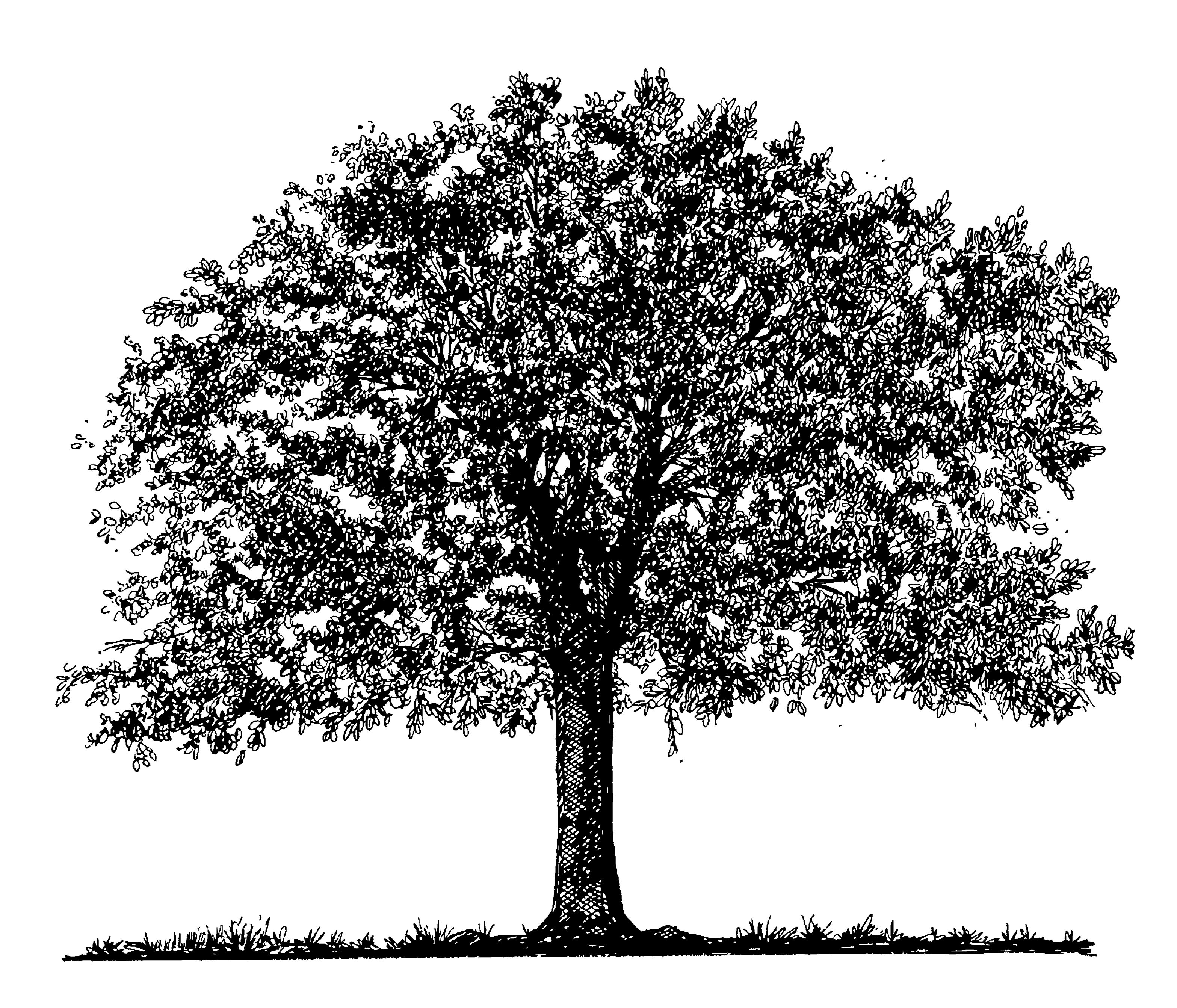 3133x2683 Tree Sketch - Tree Sketch Tattoo