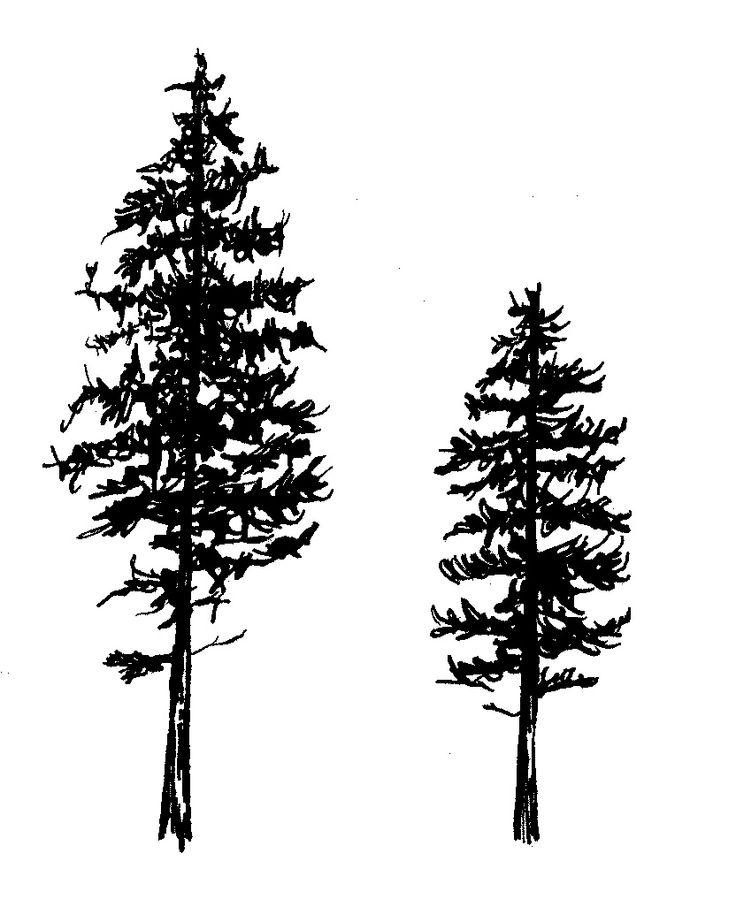 736x899 Pine Tree Tattoos And Ideas - Tree Sketch Tattoo