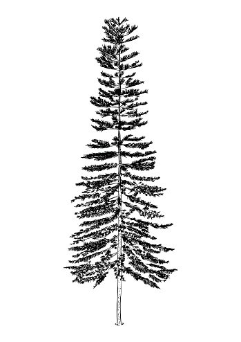349x494 Hand Drawn Illustration Of Pine Sketch Of Tree, Isolated Realistic - Tree Sketch Vector