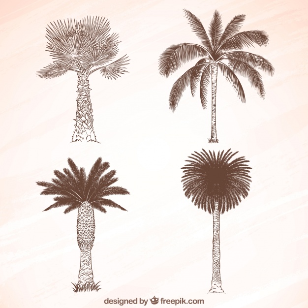 626x626 Sketch Of Palm Trees Vector Free Download - Tree Sketch Vector