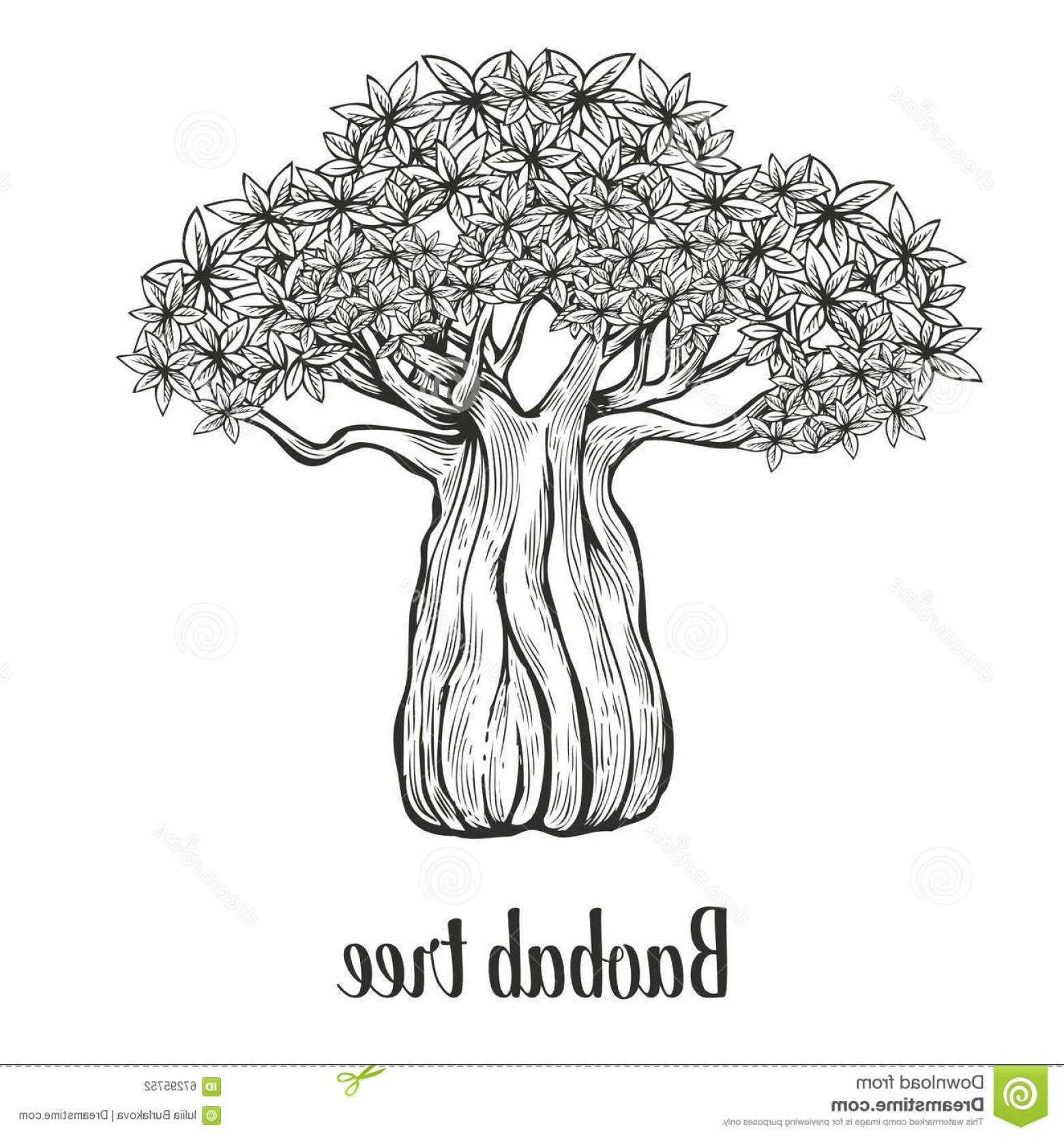 1560x1668 Stock Illustration Baobab Tree Leaf Engraving Vintage Hand Drawn - Tree Sketch Vector