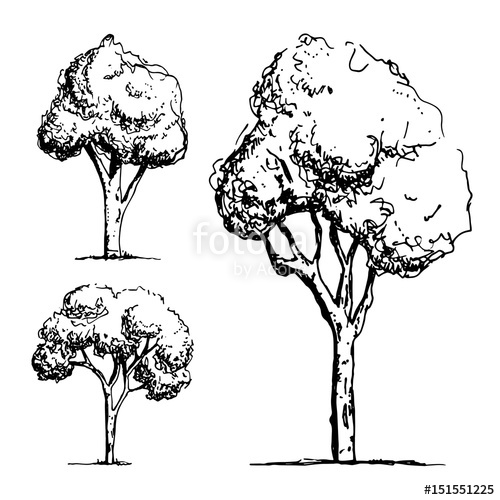 500x500 Trees Sketch Vector Stock Image And Royalty Free Vector Files On - Tree Sketch Vector
