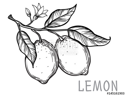 500x383 Vintage Lemon Tree Sketch. Vector Hand Drawn Illustration. Stock - Tree Sketch Vector