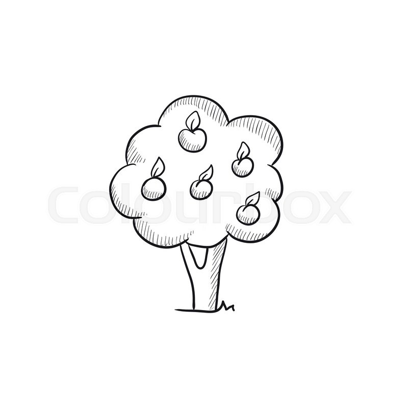 800x800 Fruit Tree Vector Sketch Icon Isolated On Background. Hand Drawn - Tree Sketch Vector