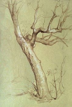 236x347 45 Best Tree Images Murals, Wallpaper Murals And - Tree Sketch Wallpaper