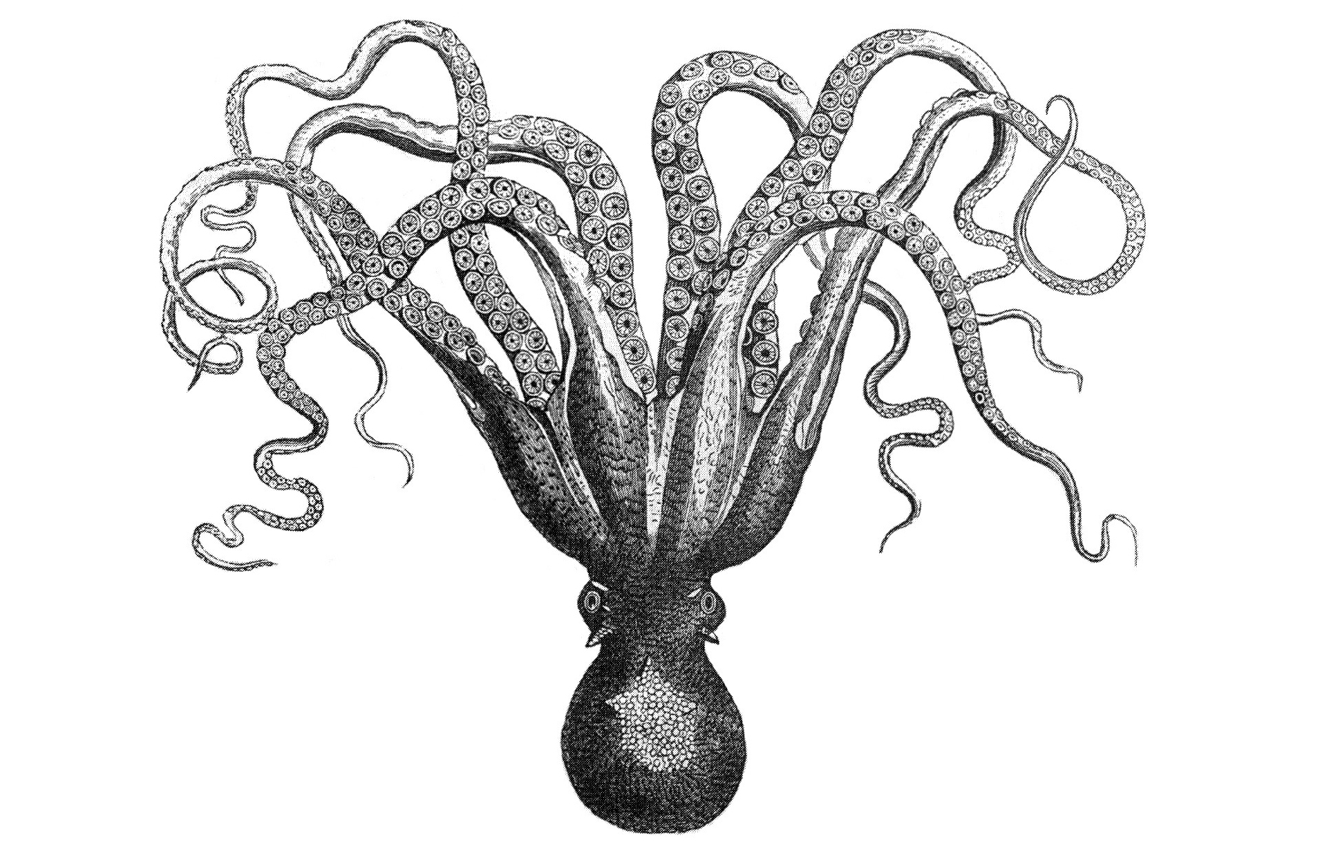 1910x1228 Wallpaper Illustration, Line Art, Octopus, Art, Tree, Plant - Tree Sketch Wallpaper