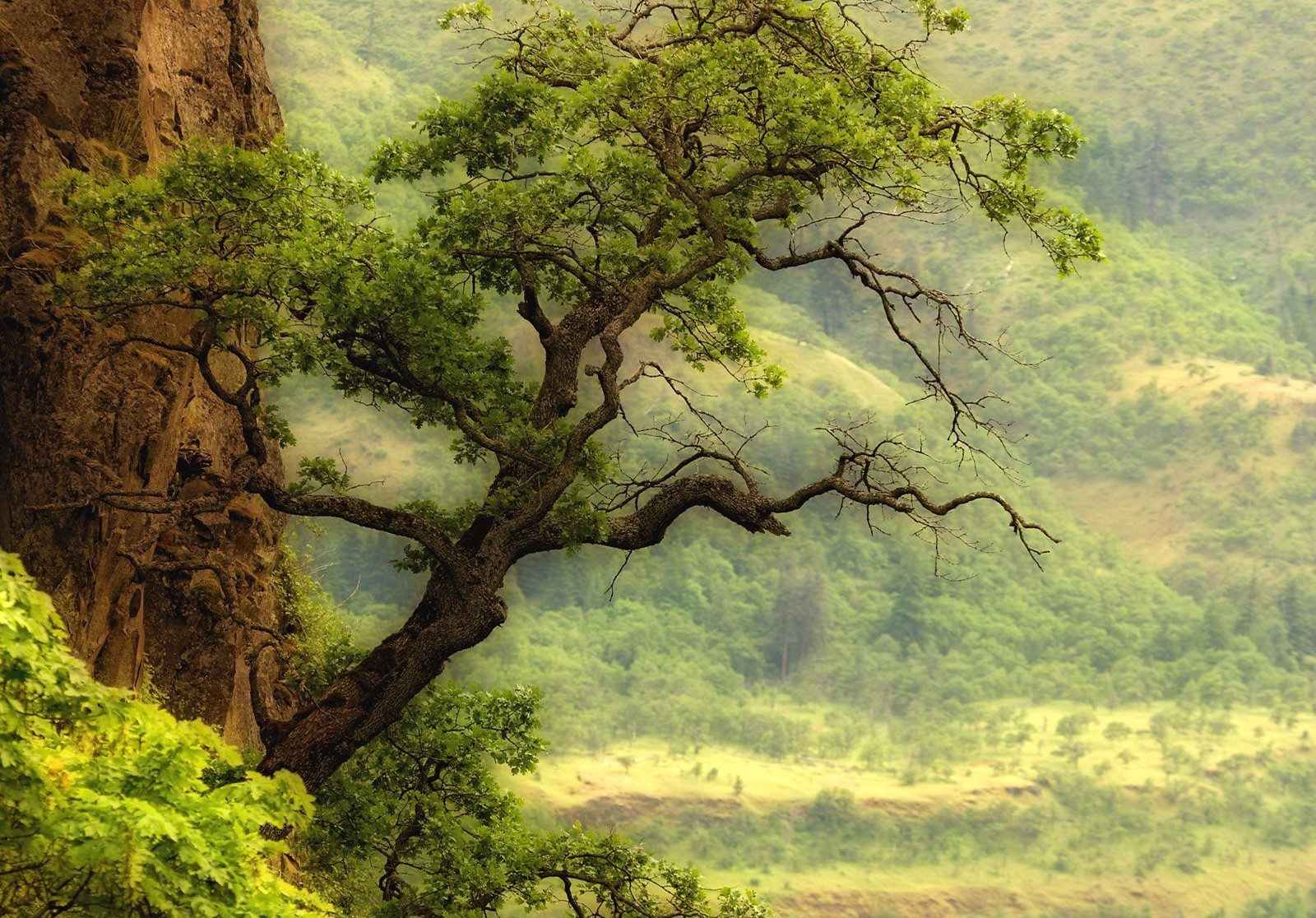 1600x1116 A Natural Tree Sketch Wallpaper And Background - Tree Sketch Wallpaper