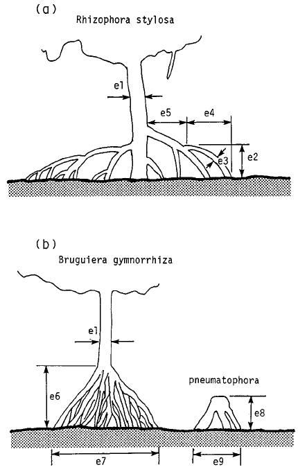 430x684 Sketch Of Mangrove Tree Trunks And Roots, Representing Dimensions - Tree Trunk Sketch