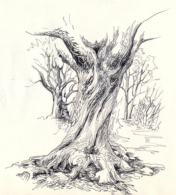 584x647 Hollow Tree Trunk Sketch - Tree Trunk Sketch