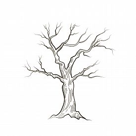 Drawing Of A Tree With No Leaves