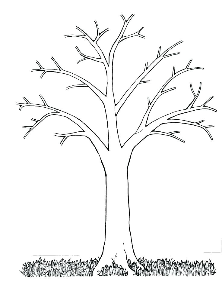 Tree Without Leaves Sketch at Explore