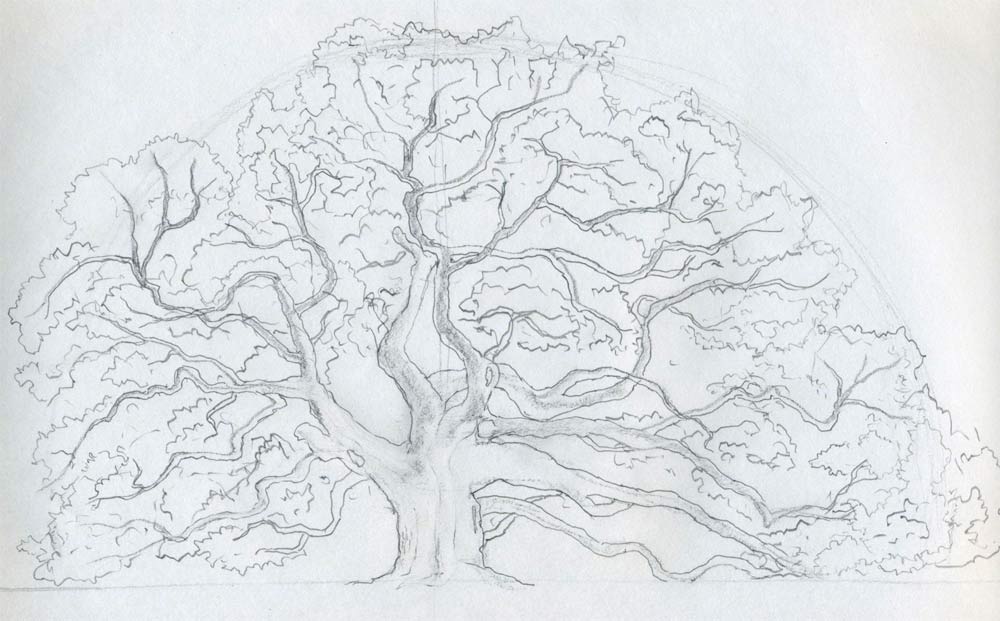 1000x621 Draw An Oak Tree. Angel Oak Tree. - Tree Without Leaves Sketch