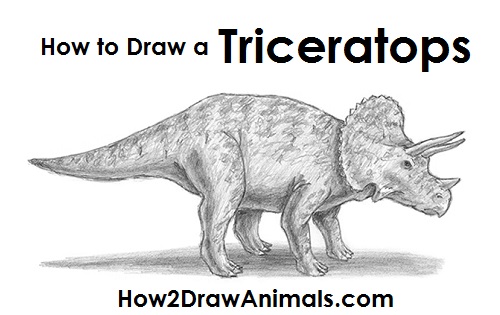 500x315 How To Draw A Triceratops - Triceratops Sketch