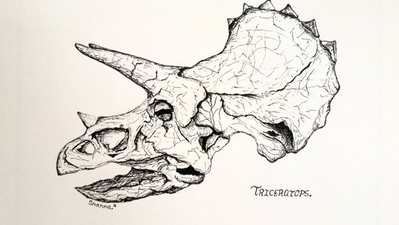 570x321 Ink Drawing Triceratops Illustration Original Sketch Etsy - Triceratops Sketch