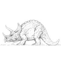 200x200 Leathercraft Library - Triceratops Sketch